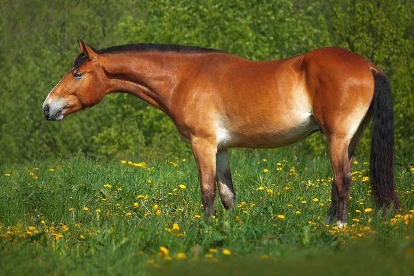 Кінь в стаді — стокове фото