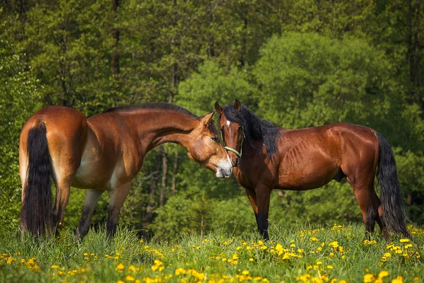 El caballo en la manada — Foto de Stock