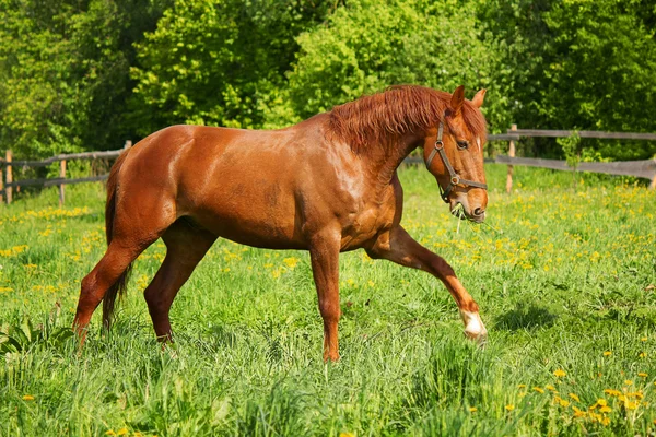 Das Pferd in der Herde — Stockfoto