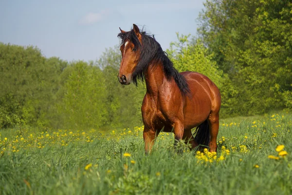 Le cheval dans le troupeau — Photo