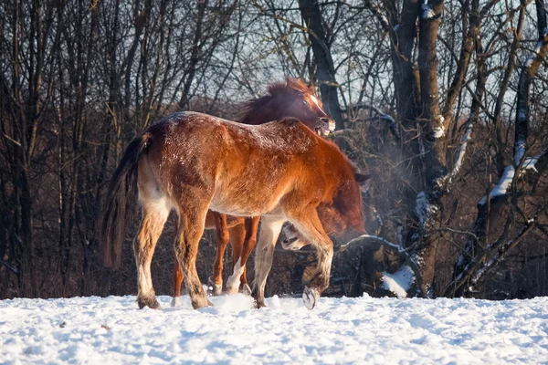 El caballo en la manada — Foto de Stock