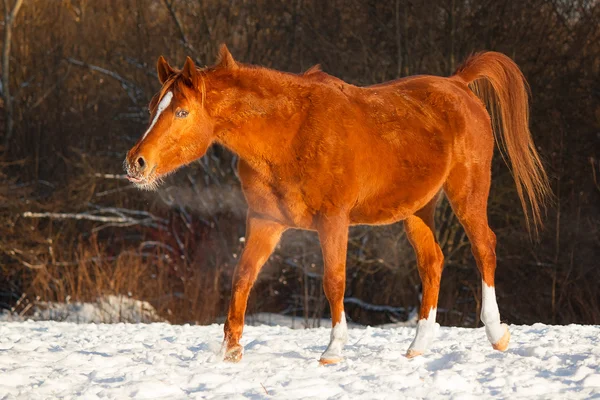 Das Pferd in der Herde — Stockfoto