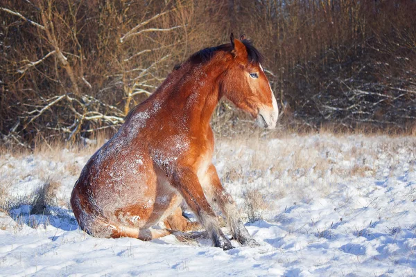 El caballo en la manada — Foto de Stock