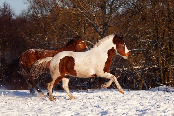 Das Pferd in der Herde — Stockfoto