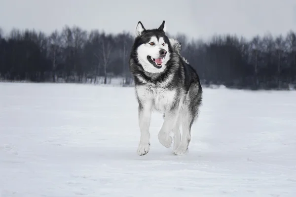 Alaskan Malamute in the forest — Stock Photo, Image
