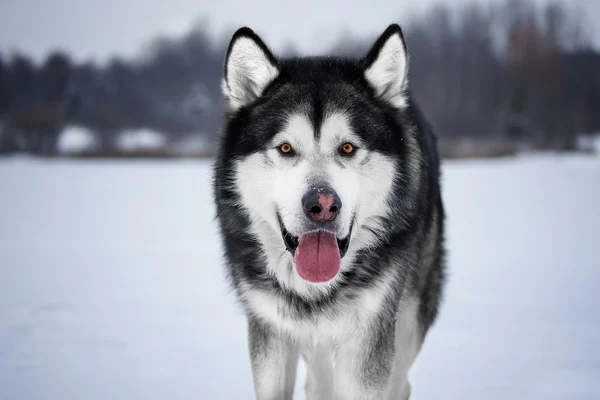 Alaskan Malamute w lesie — Zdjęcie stockowe