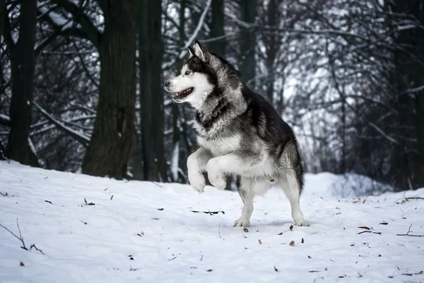 Alaszka Malamute az erdő — Stock Fotó