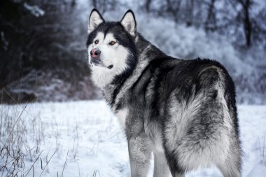 Alaskan Malamute ormanda