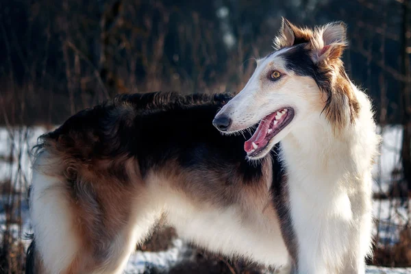 Velký lovecký pes — Stock fotografie