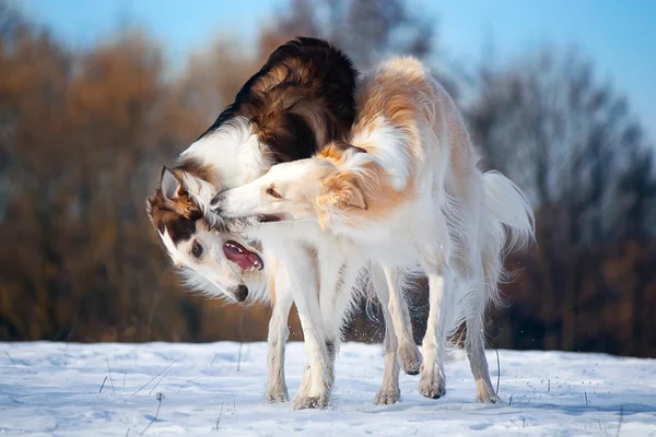 Velký psí boj — Stock fotografie