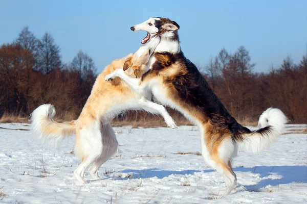 Duży pies walka — Zdjęcie stockowe