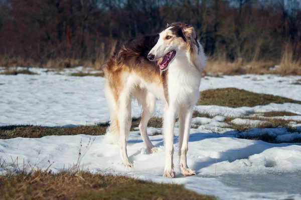 Velký lovecký pes — Stock fotografie
