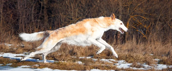köpek av çalışan