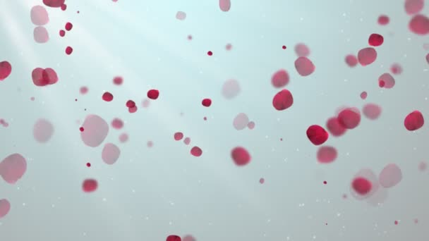 清洁玫瑰花瓣 2 可循环背景 — 图库视频影像