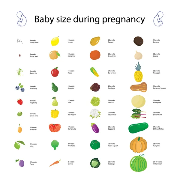 Infografía sobre el tamaño del bebé durante el embarazo en comparación con diff — Vector de stock