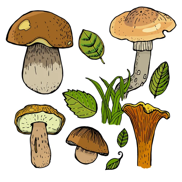 Conjunto de diferentes cogumelos . — Vetor de Stock