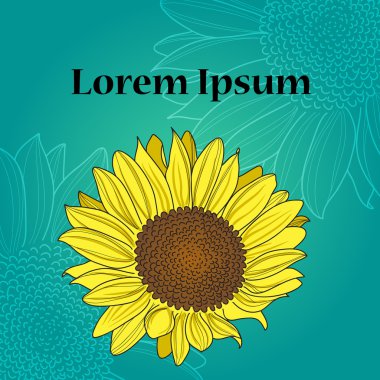 Ayçiçeğinin vektör illüstrasyonu. 