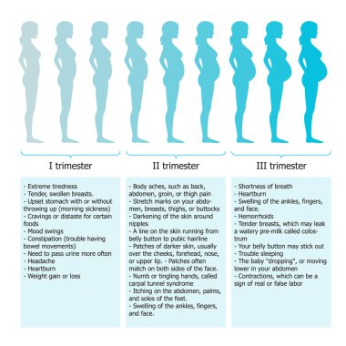 Infographic farklı dönemde hamile kadın