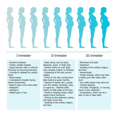 Infographic of pregnant woman in different period clipart