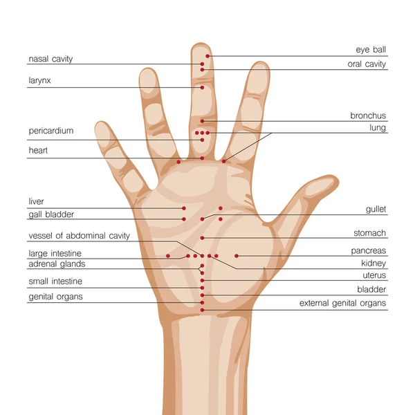 Acupuncture hand scheme — Stock Vector