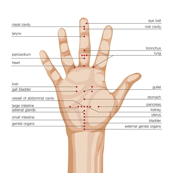 Esquema de mão de acupuntura —  Vetores de Stock