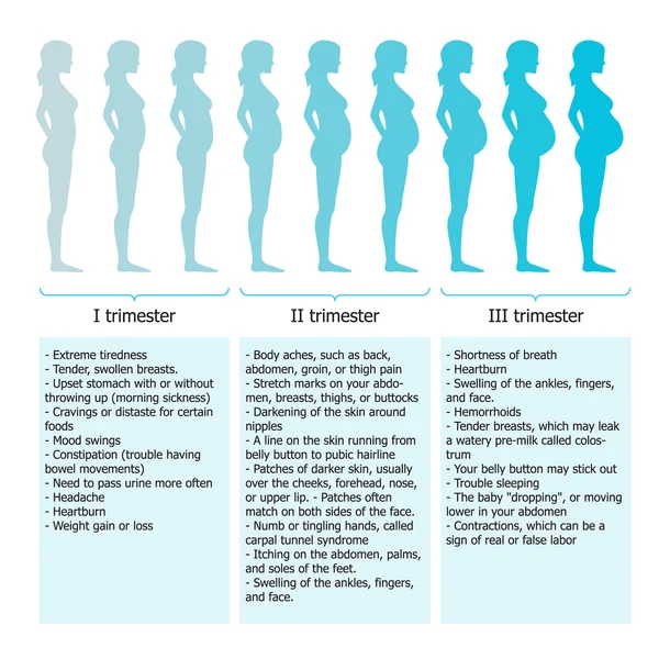 Infographie de la femme enceinte à différentes périodes — Image vectorielle