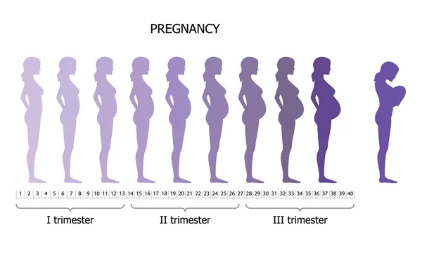 Infográfico da mulher grávida em período diferente — Vetor de Stock