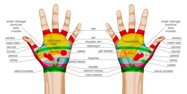Akupunktura ręce systemu. — Wektor stockowy