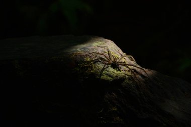 San Cipriano, Buenaventura 'da (Valle del Cauca)