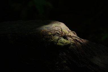 An 8-legged spider that perches on a tree just in daylight in San Cipriano, Buenaventura (Valle del Cauca) clipart