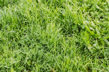 MACRO YEŞİL ÇİÇEĞİ