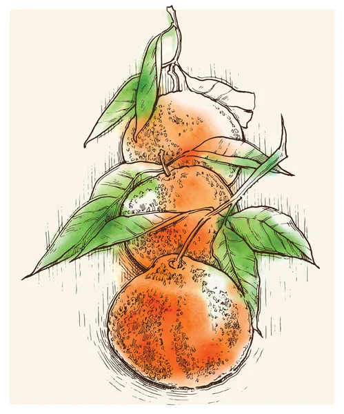 Citrus illusztráció. Narancs, mandarin, vérnarancs, clementine. — Stock Vector