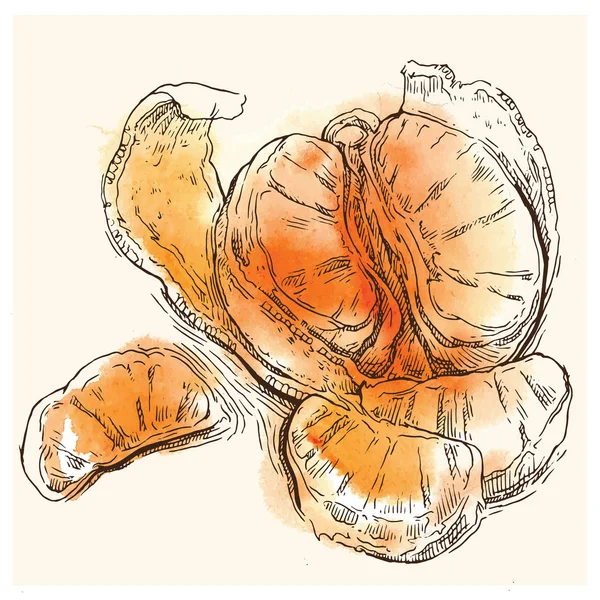 Εσπεριδοειδών εικονογράφηση. Orange, mandarine, μανταρίνι, κλημεντίνη. — Διανυσματικό Αρχείο