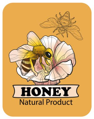 Arı bir tatlım. logo ve Etiketler. Vektör çizim.