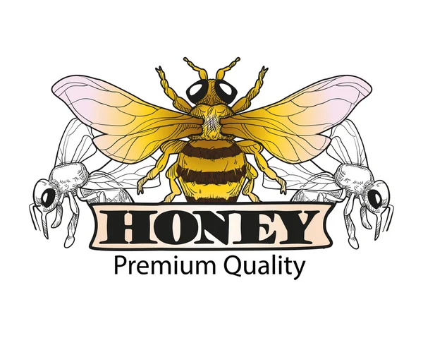 ミツバチ、蜂蜜。ロゴとラベル。ベクトル図. — ストックベクタ