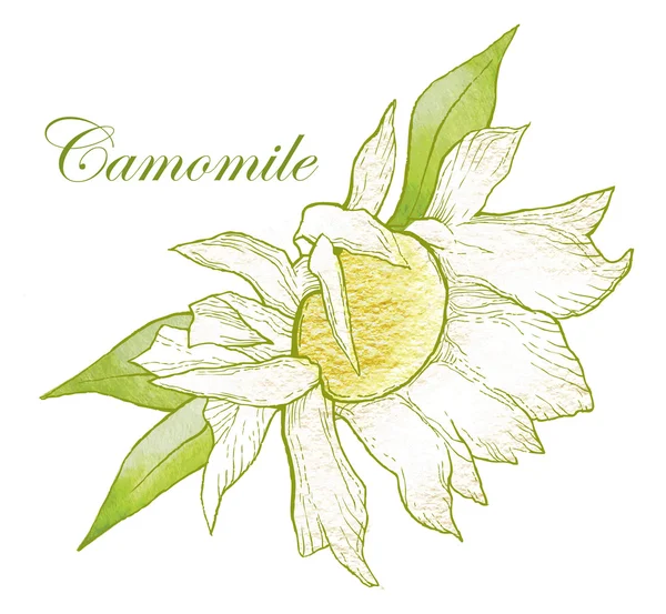 Camomile vector sketch. Medical herbs. — Stock Vector