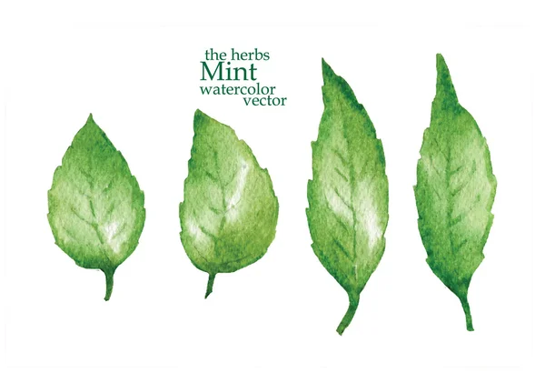 Croquis de menthe. Illustration vectorielle . — Image vectorielle