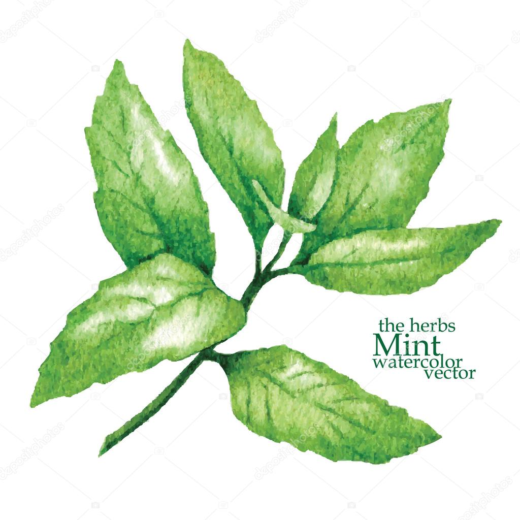 Sketch of mint. Vector illustration. 
