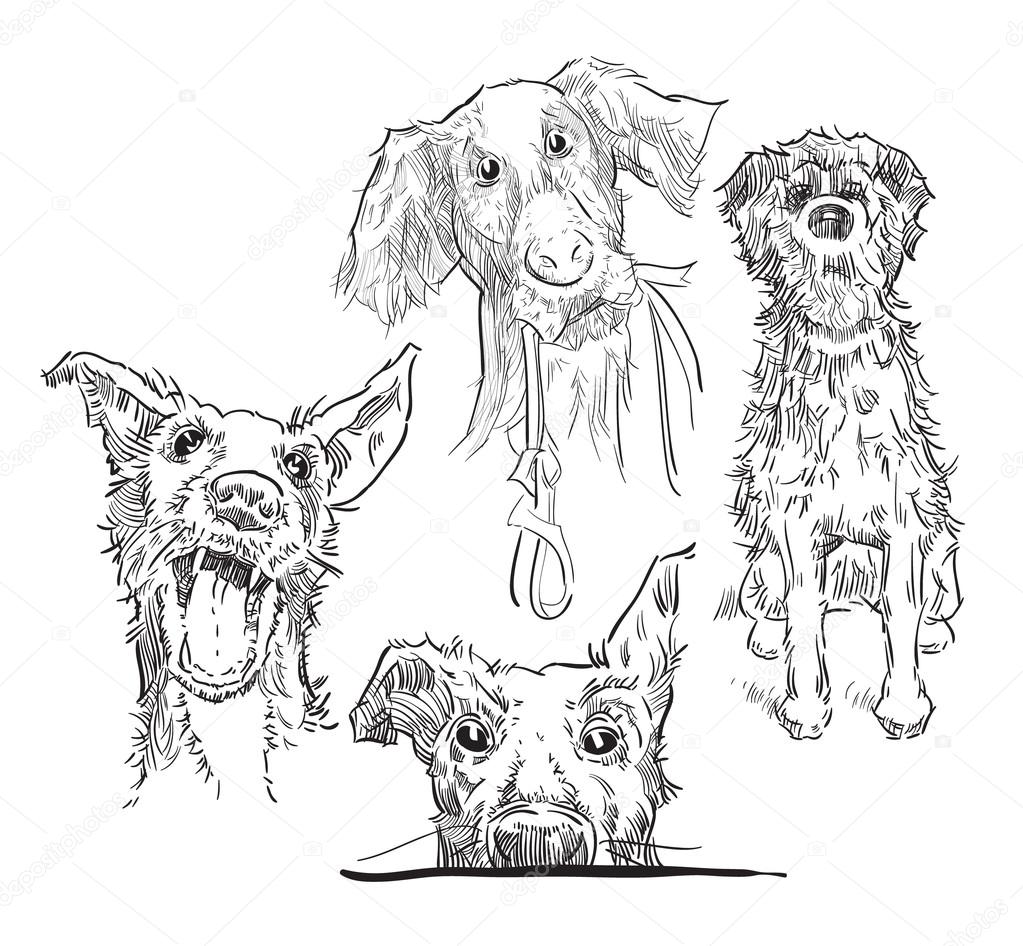 Sketch of dogs.