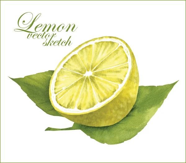 Schizzi di limone . — Vettoriale Stock