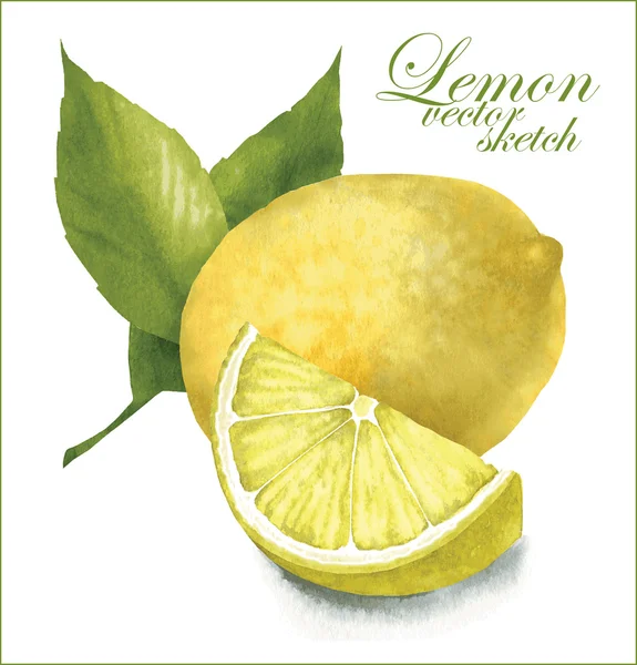 Croquis au citron . — Image vectorielle