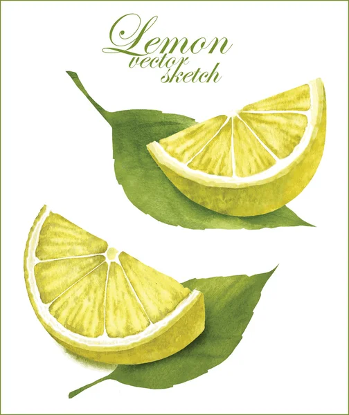 Лимонний ескізи . — стоковий вектор