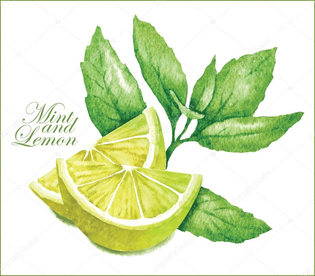 Lemon and mint sketches.