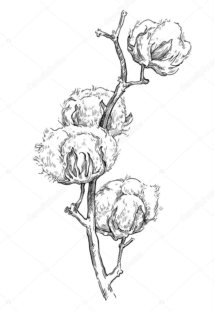 Hand made vector sketch of cotton plants.