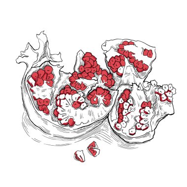 Granat kroki. Vektör çizim.