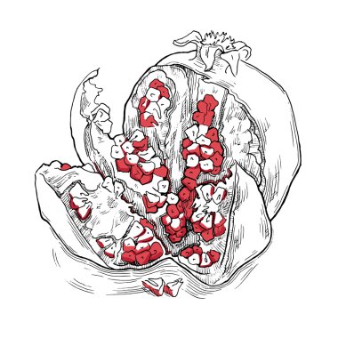 Granat kroki. Vektör çizim.