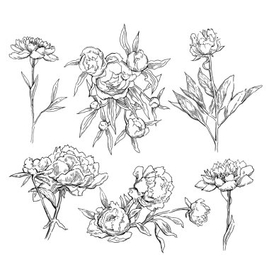 Pembe peonies. Vektör çizim