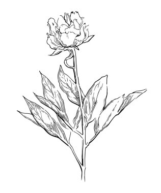 Pembe peonies. Vektör çizim