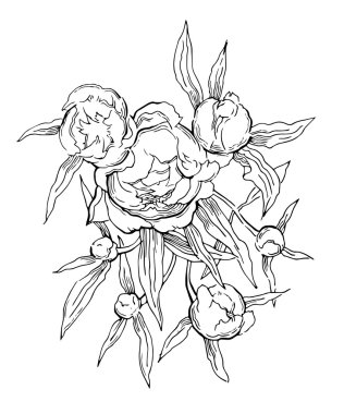 Pembe peonies. Vektör çizim