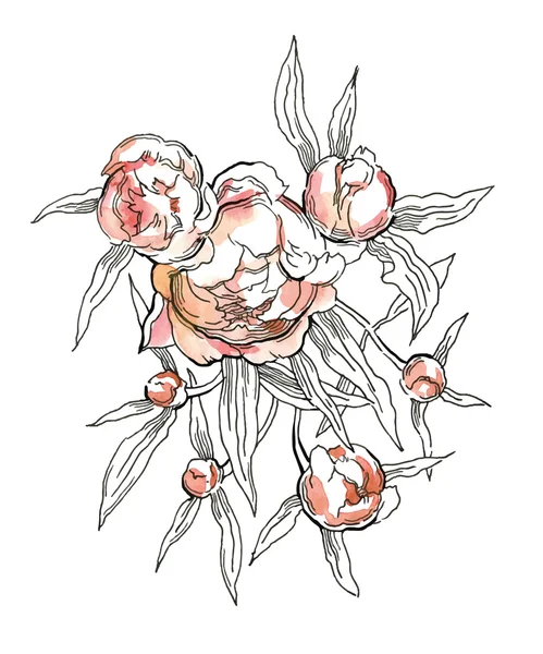 Pivoines roses. Illustration vectorielle — Image vectorielle